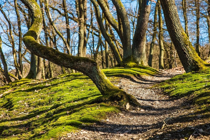 Scenic Trails